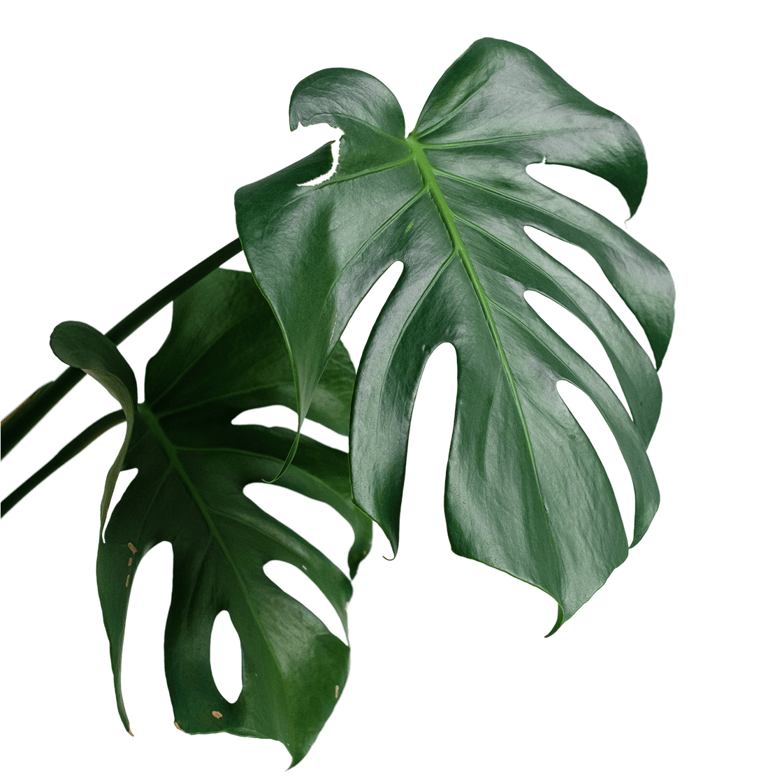 Decorative leaf