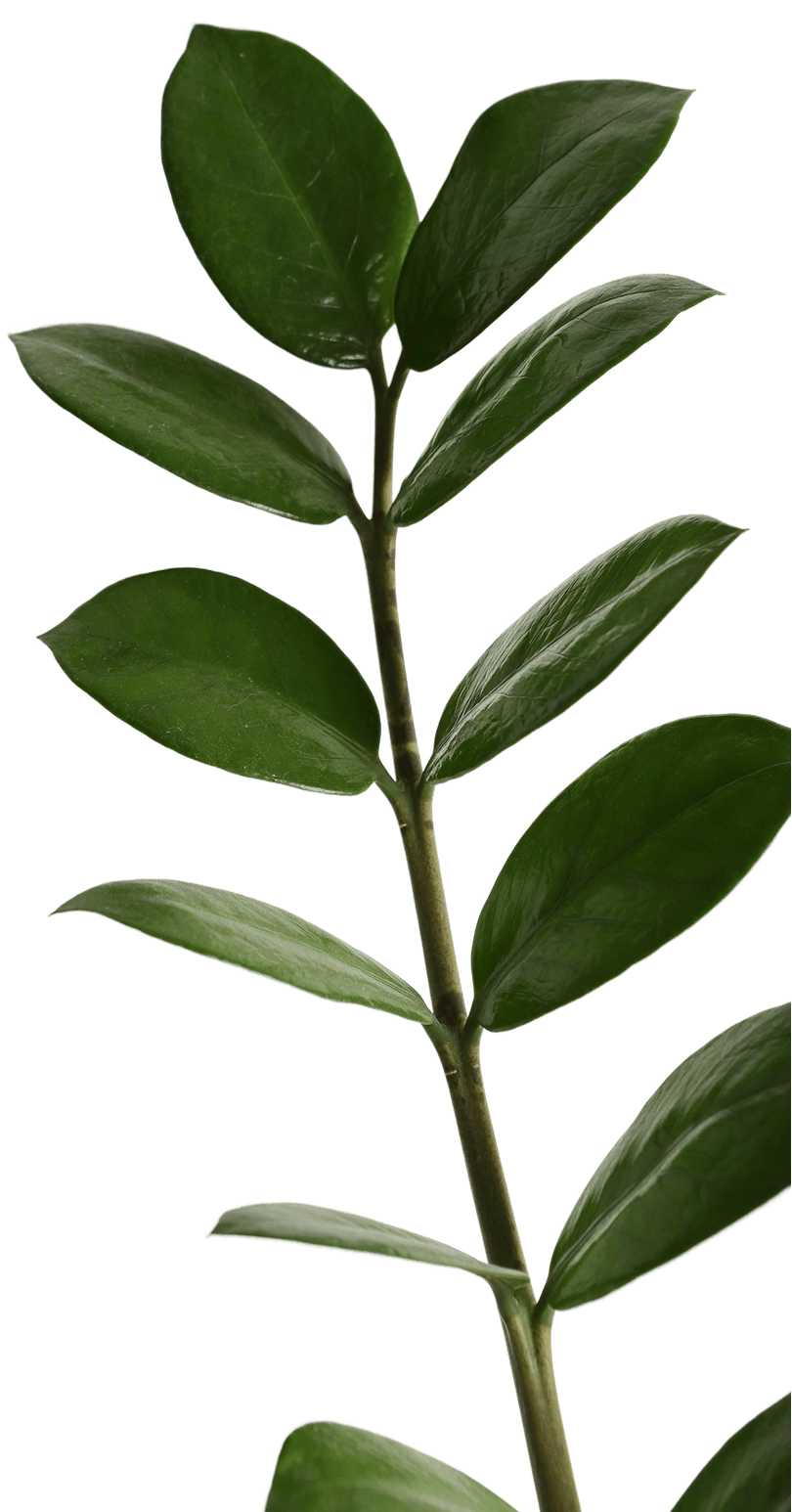 Decorative leaf